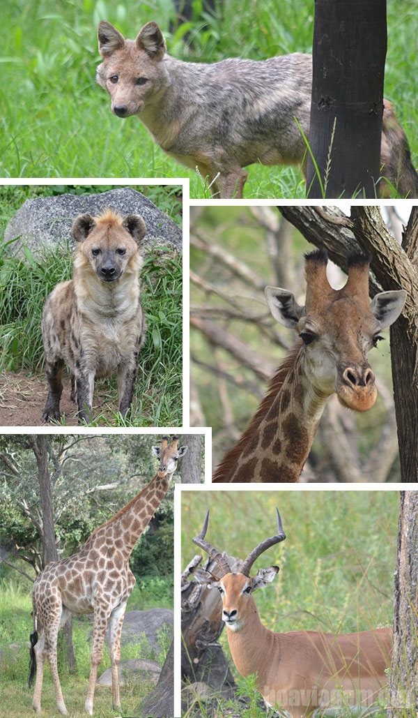 Alguns exemplos de animais encontrados no Lion and Cheetah Park