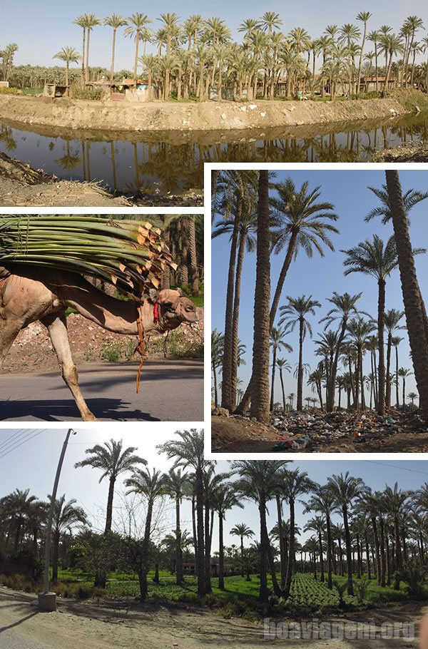 Canais de água do Nilo e a vegetação no meio do deserto