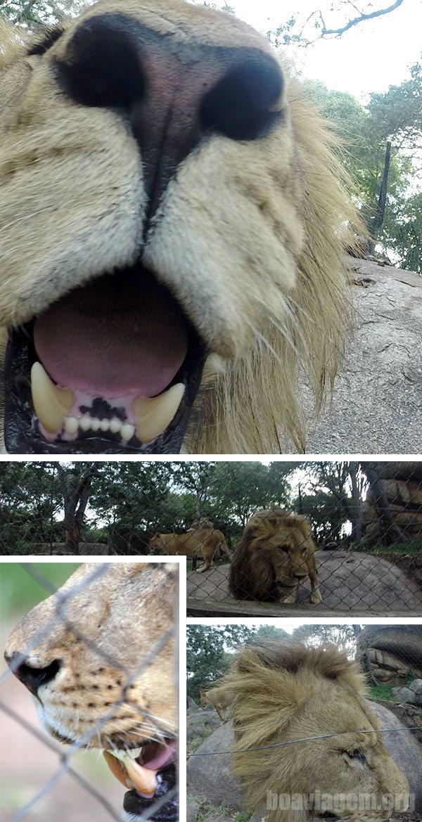 Leões e leoas em Harare no Zimbabwe
