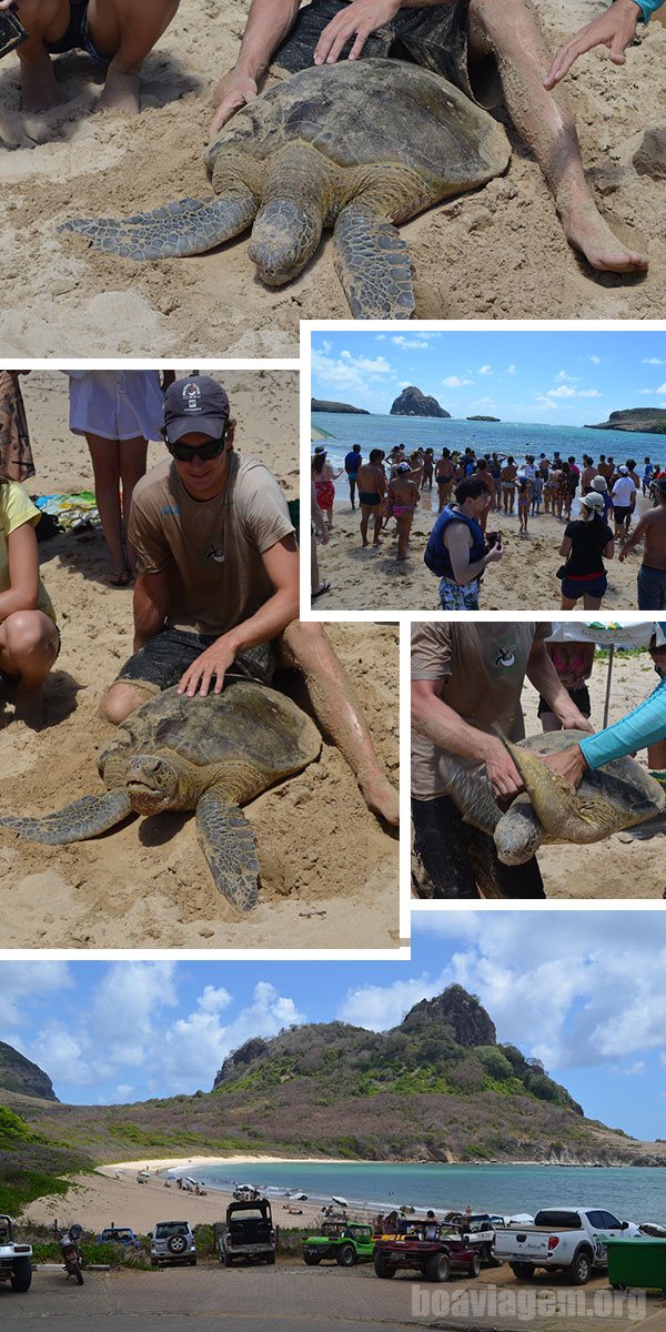 Tartarugas marinhas, projeto TAMAR e a Praia do Sueste em Noronha