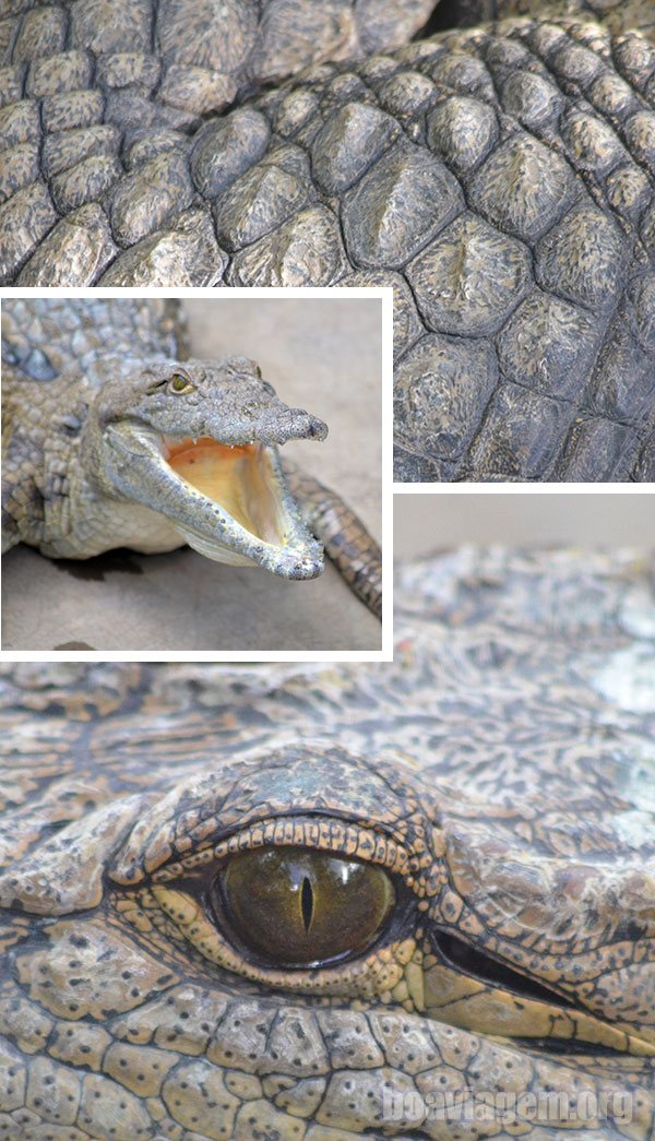 O olho de um dos crocodilos da Croc Farm