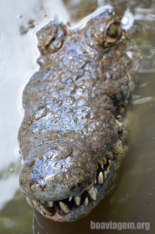 A bela arcada dentária de um dos crocodilos desta fazenda em Vic Falls