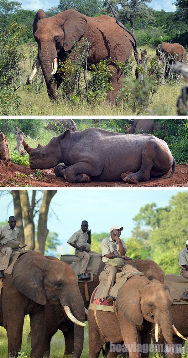 Elefantes e rinoceronte nas Victoria Falls