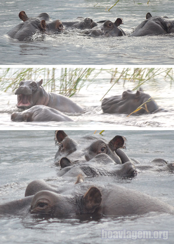 Hipopótamos no Rio Zambezi