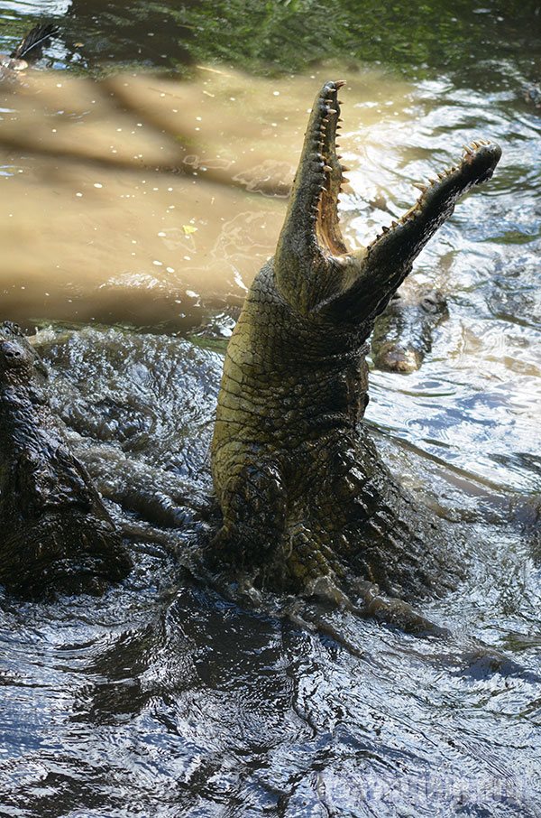 Alimentando crocodilos no Zimbábue