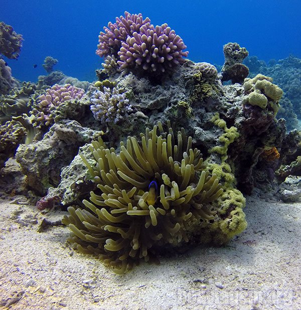A beleza dos corais e anêmonas do Mar Vermelho