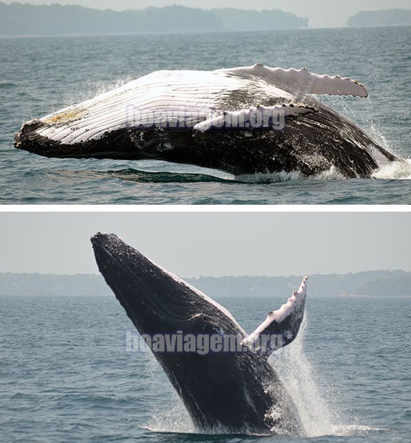 Baleias saltando no Oceano Pacífico