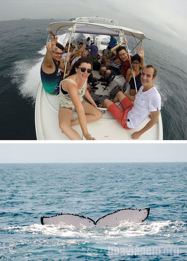 Ver baleias no Panamá