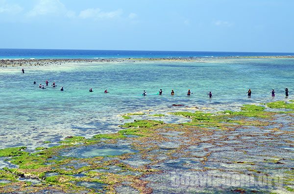 Catadores de algas no meio da costa norte de Zanzibar