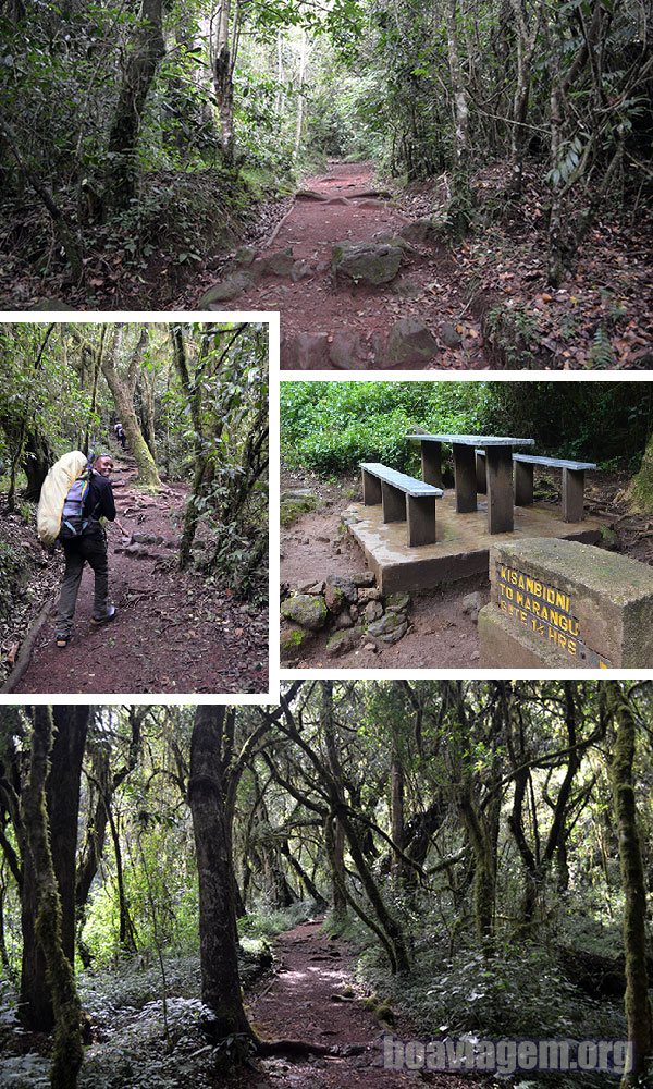Primeiros passos na trilha Marangu rumo ao topo do Kilimanjaro