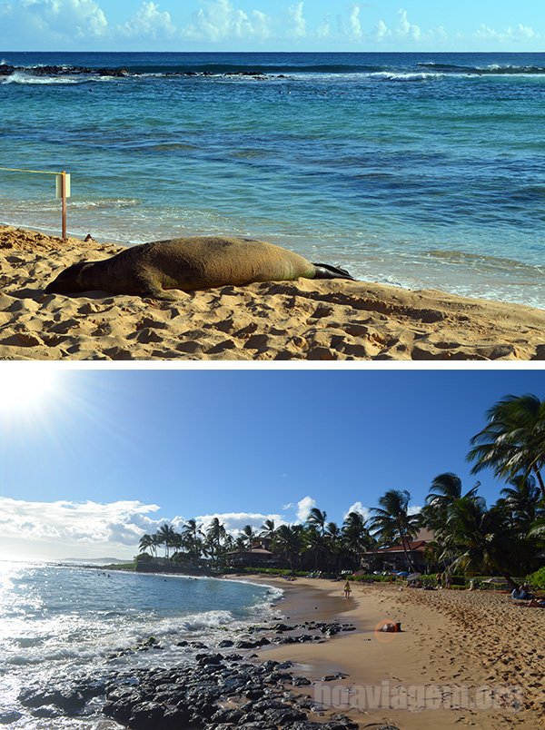 A praia Poipu também é o lugar para ver focas tomando sol