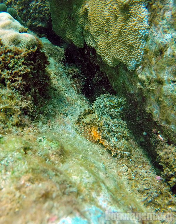 Peixe-escorpião camuflado em seu habitat natural