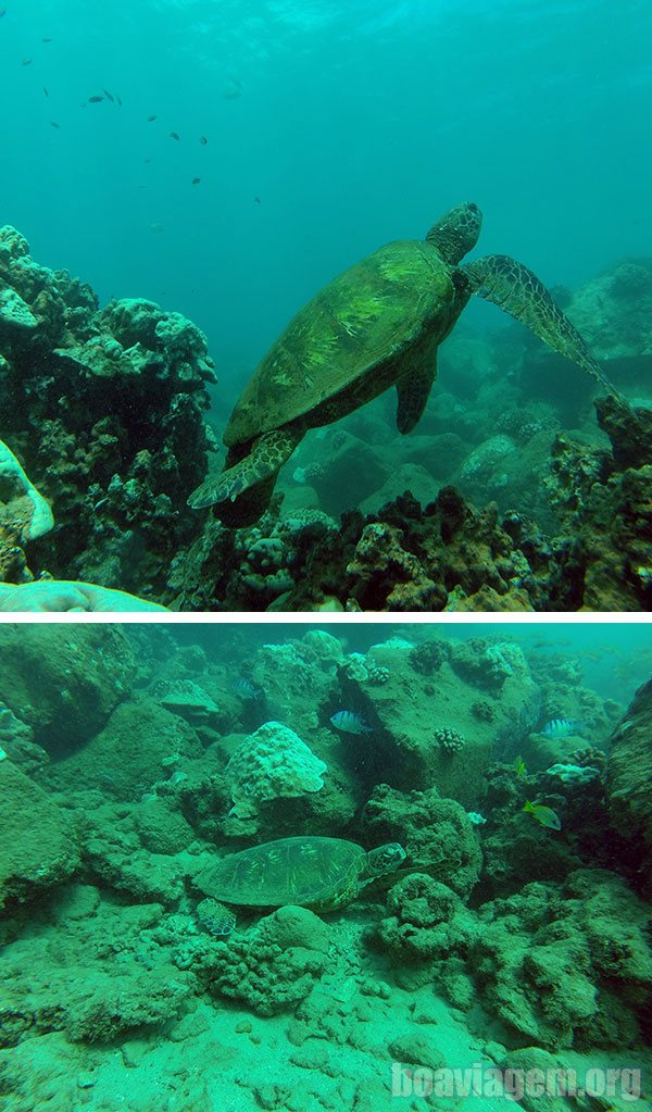 Tartarugas em mergulho próximo a Poipu Beach