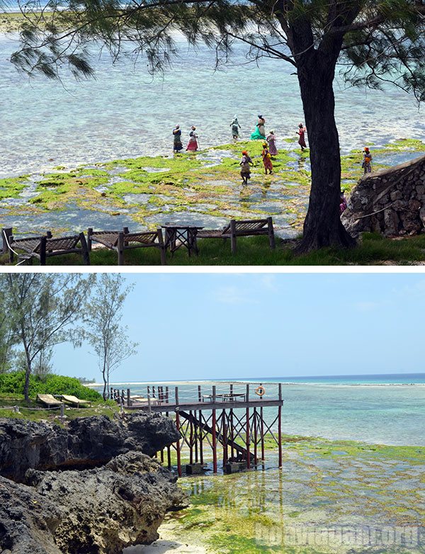 Nativos de Zanzibar partindo para a colheita de algas