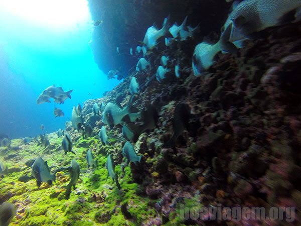 O melhor ponto de mergulho do planeta: Pedras Secas