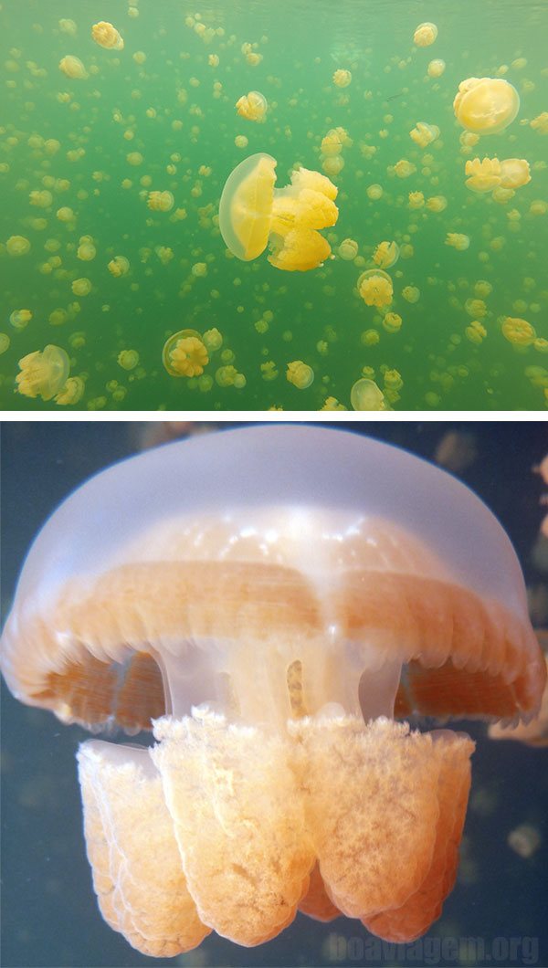 Água viva do JellyFish Lake - Palau - Micronésia