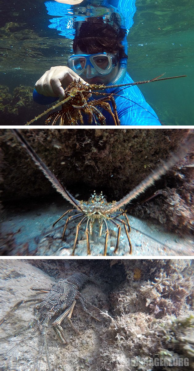 Observação de lagostas em mergulho com snorkel