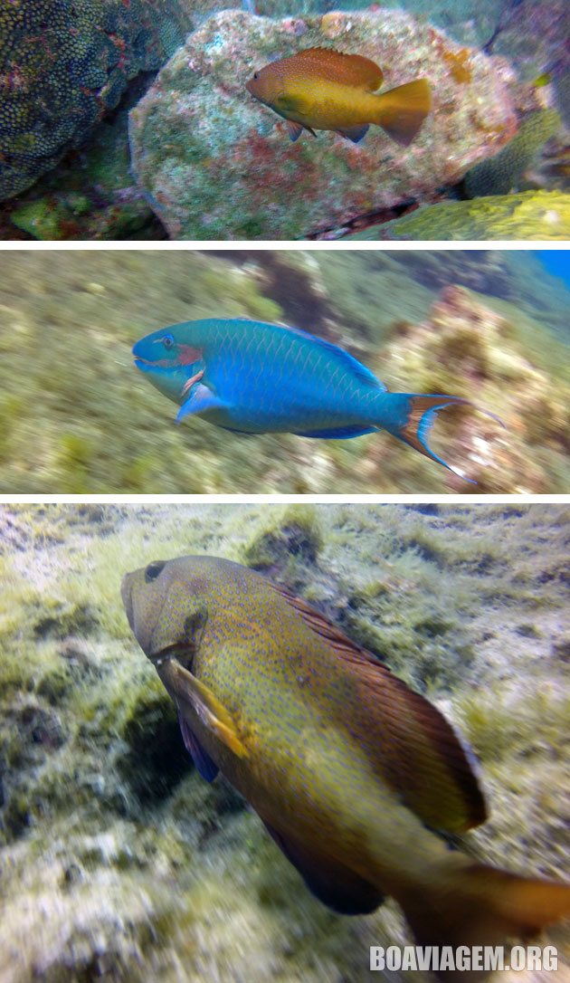 Algumas espécies de peixes vistos nos mergulhos em Noronha