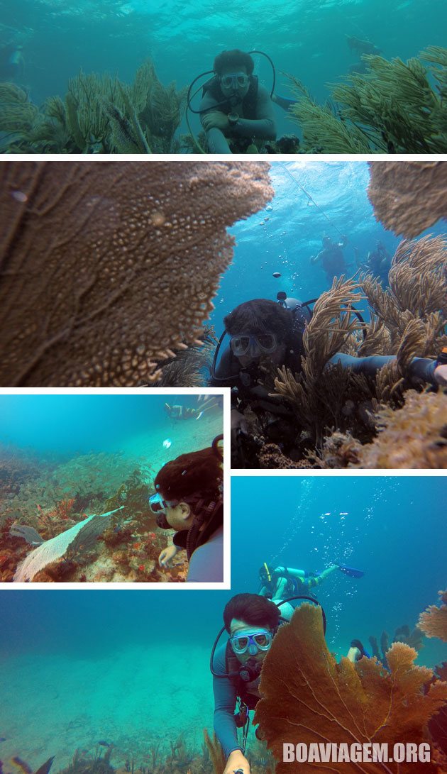 Belos corais e vegetação marinha preservados em Anguilla
