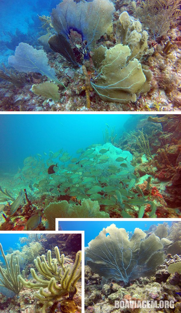 Segundo tanque de mergulhos explorando jardins de corais