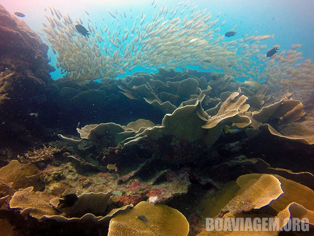 Maravilhas abaixo do nível do mar em El Nido, Filipinas