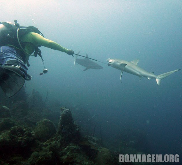 Alimentando tubarões com peixes-leão em Providência - Caribe Colombiano