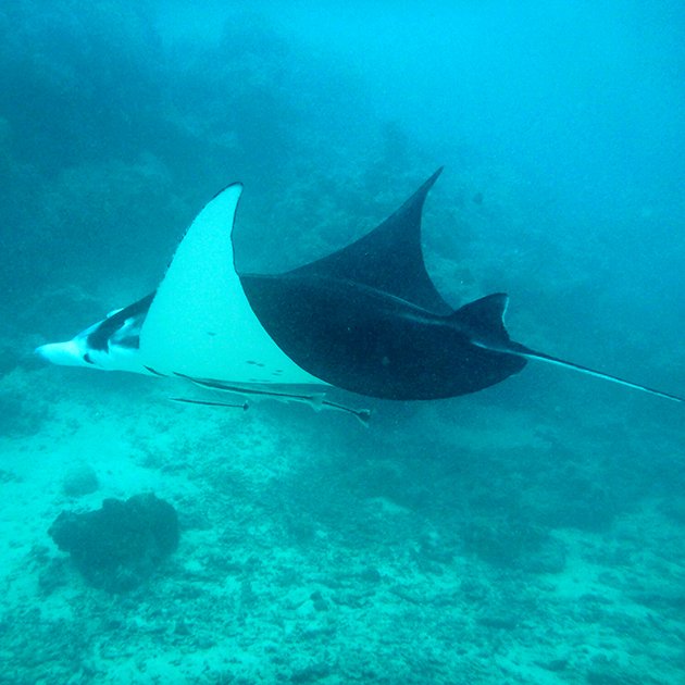 Raia manta vista em um mergulho na ilha de Bora Bora