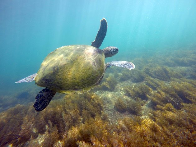 Bailado das tartarugas em snorkel no Porto de Santo Antônio em Noronha