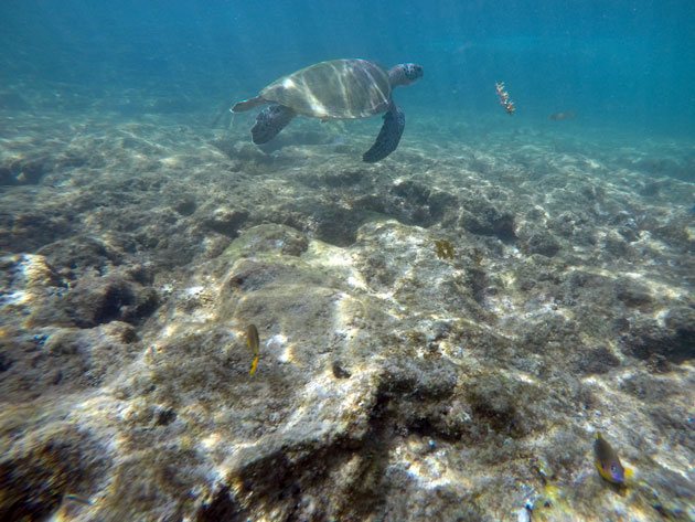 Tartarugas na nossa saída para snorkel na praia da porto de Noronha