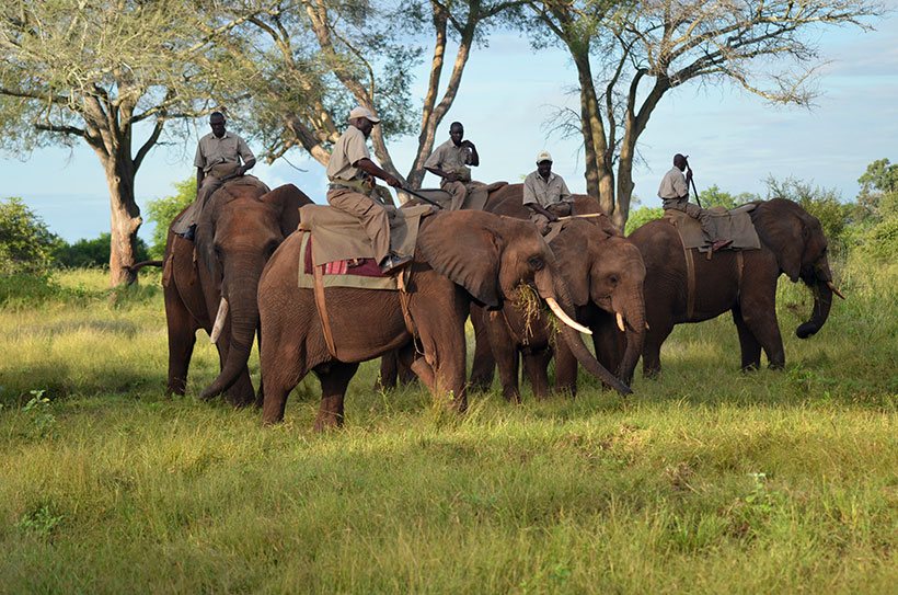 Patrulheiros de um safari em Victoria Falls - Zimbábue
