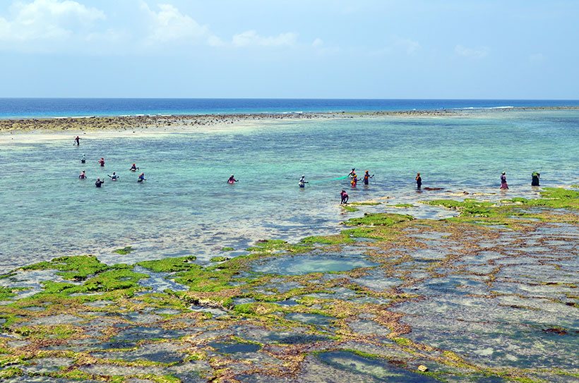 Mulheres colhendo algas em conjunto na costa leste de Zanzibar