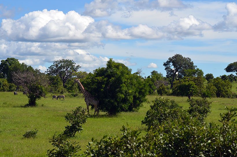 Animais selvagens em Parque Nacional na Tanzânia