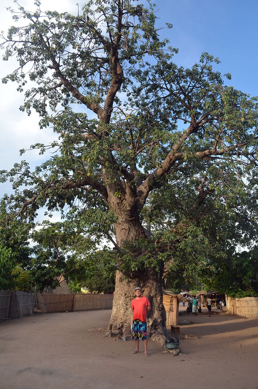 Baobá no meio do vilarejo de Cape Maclear no Malawi