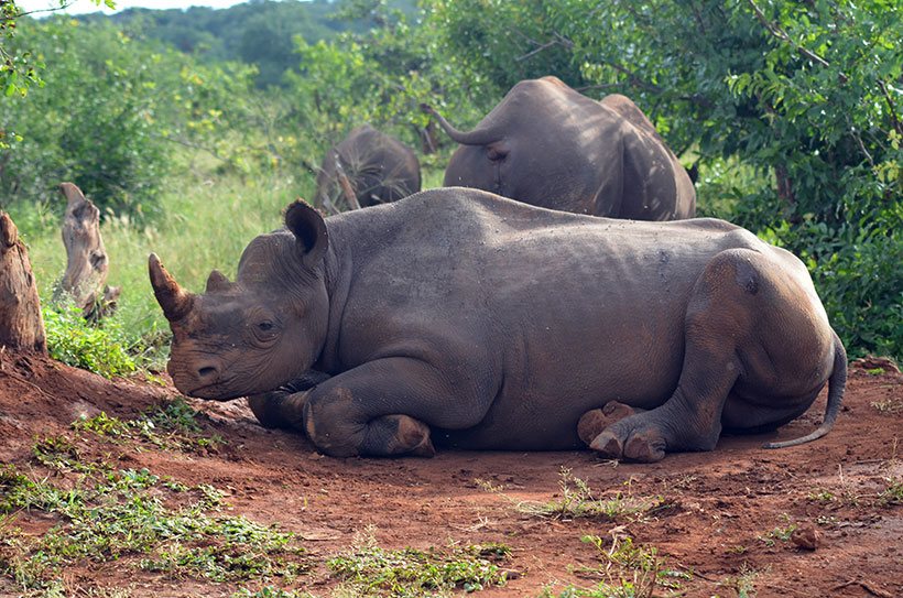 Rinocerontes em um safari