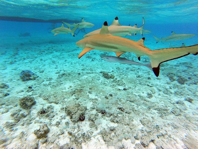 Tubarões galha preta em Bora Bora