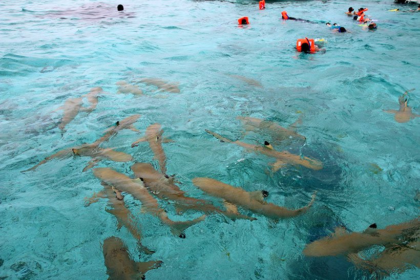 Turistas nadando com tubarões e arraias em Bora Bora