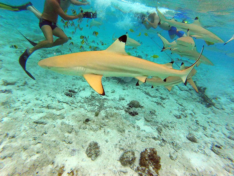 Snorkel com tubarões em Bora Bora