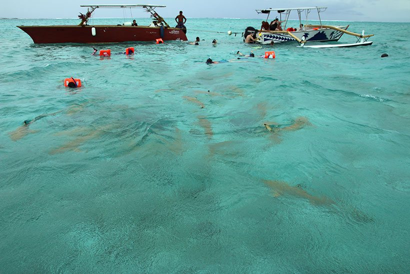 Barcos ancorados para snorkel com tubarões em Bora Bora