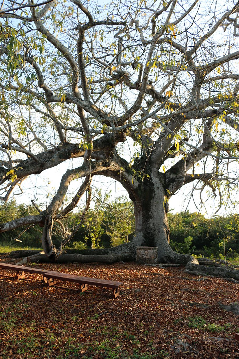 Árvore maia em fazenda próxima a Mérida
