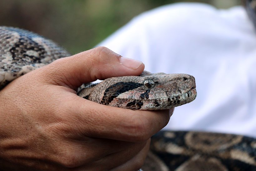 Uma das cobras do criatório de Los 7 Cenotes