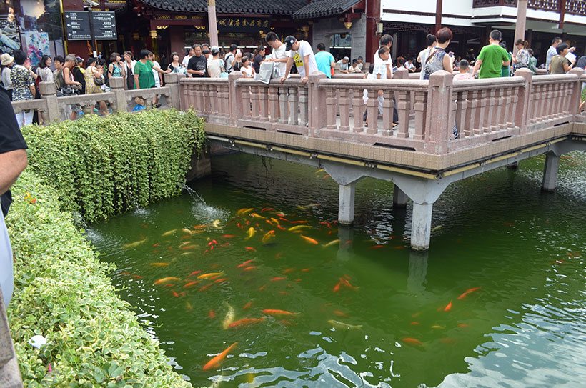 Turistas contemplam as carpas do Yu Garden