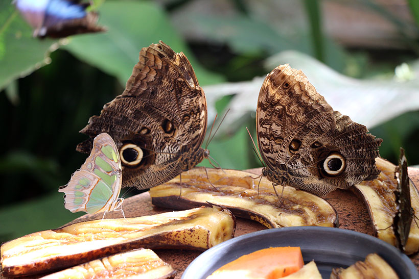 No borboletário, algumas espécies realmente muito interessantes