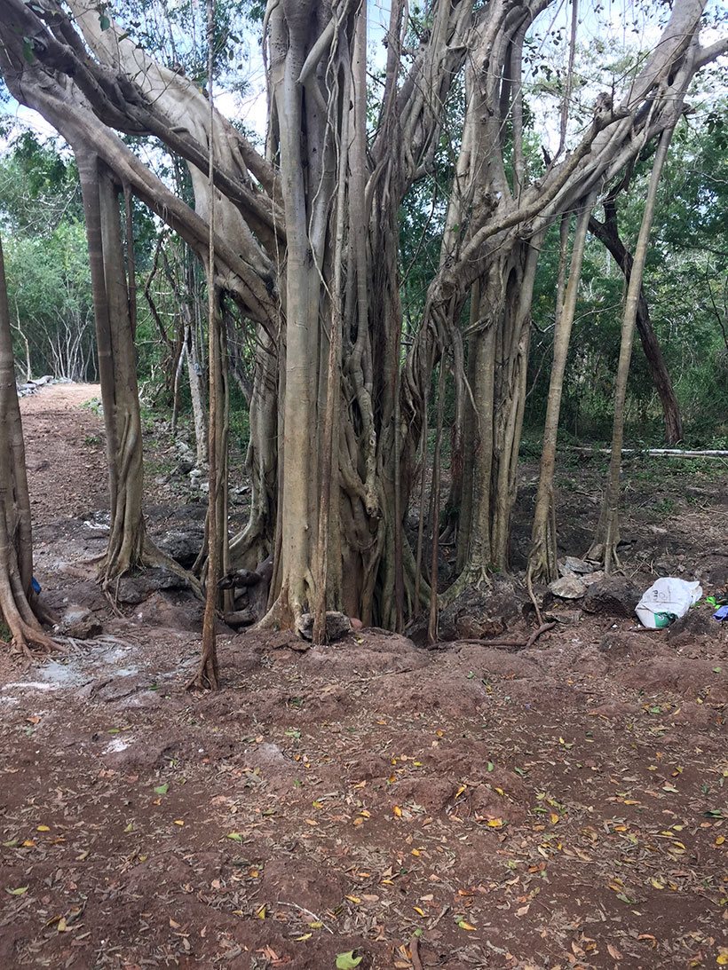 Cenote subterrâneo no meio das raízes de uma árvore