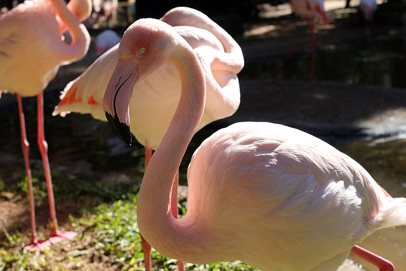 Aproximação no rosto de um flamingo no Parque das Aves
