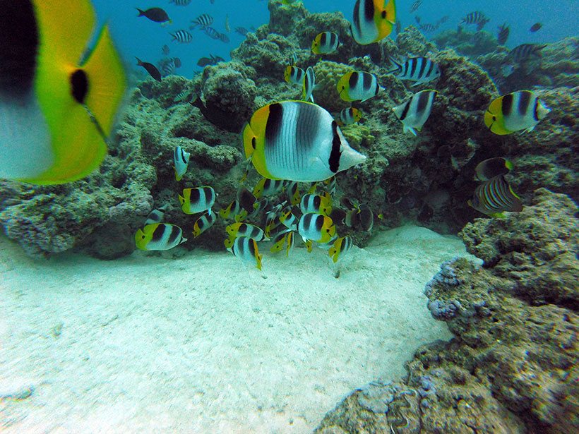 Cardumes lindos em um mergulho com cilindro em Bora Bora