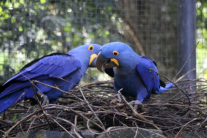 Araras azuis no Parque das Aves de Foz do Iguaçu