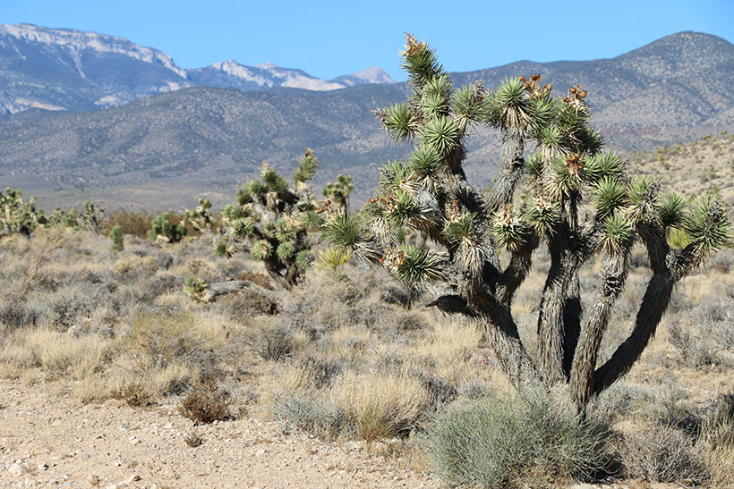 Passeios alternativos no deserto de Nevada