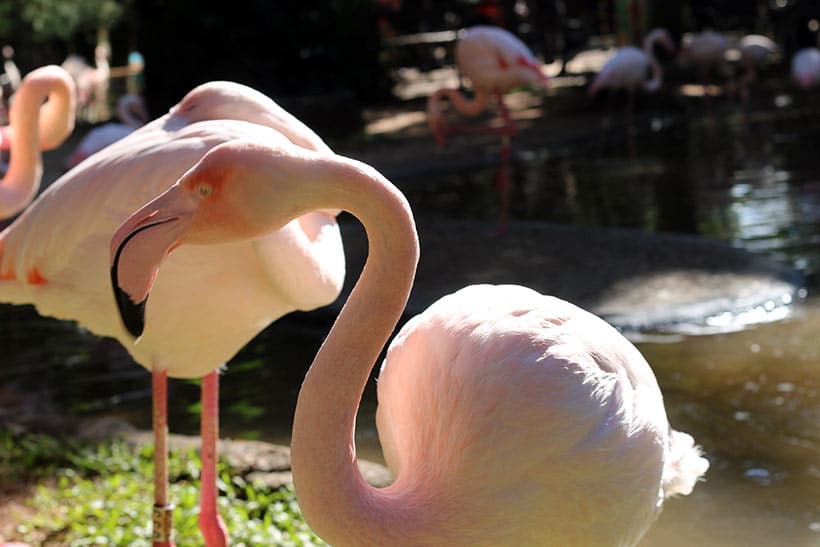 Belos flamingos no Parque das Aves
