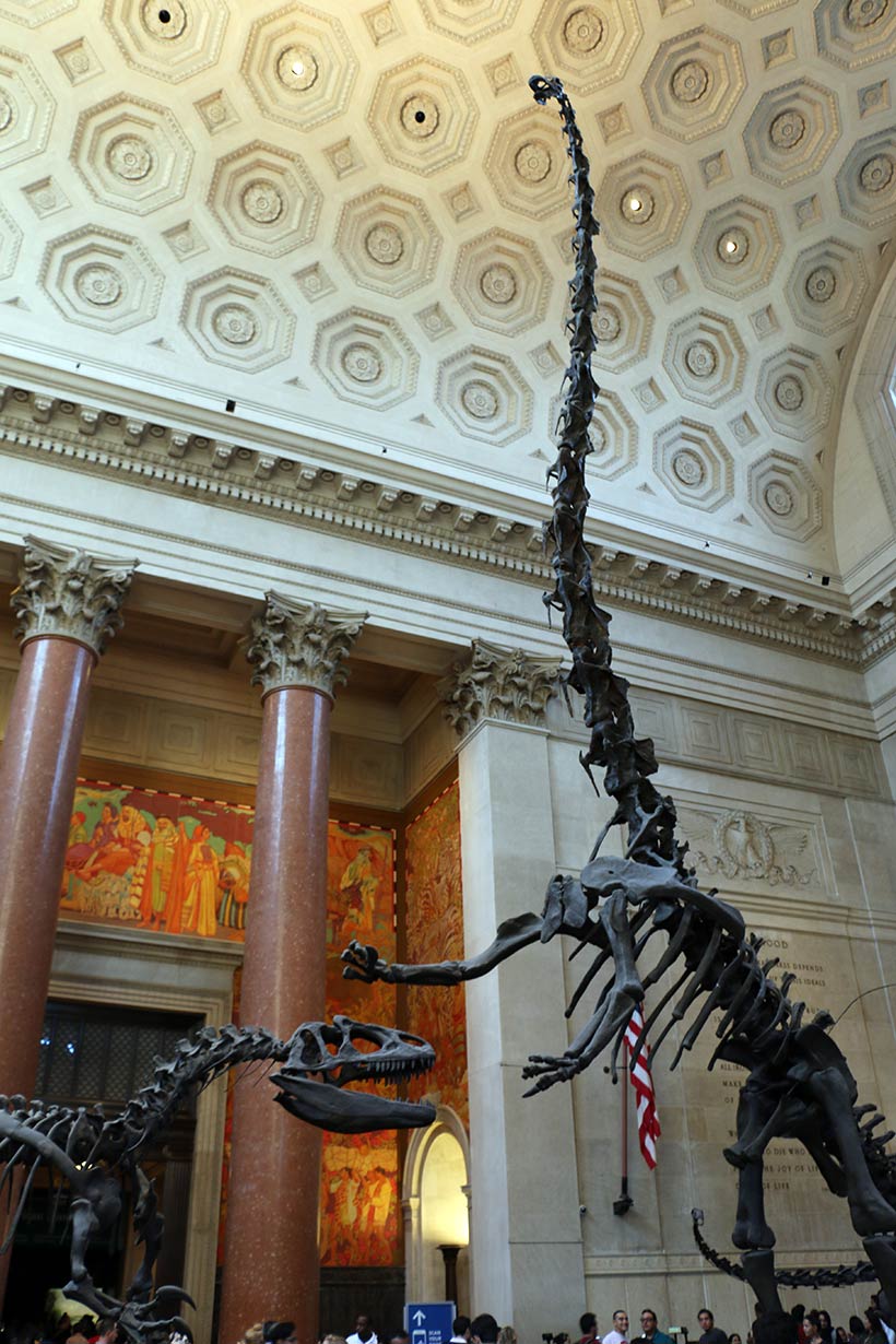 Dinossauro no Museu de História Natural em Nova York
