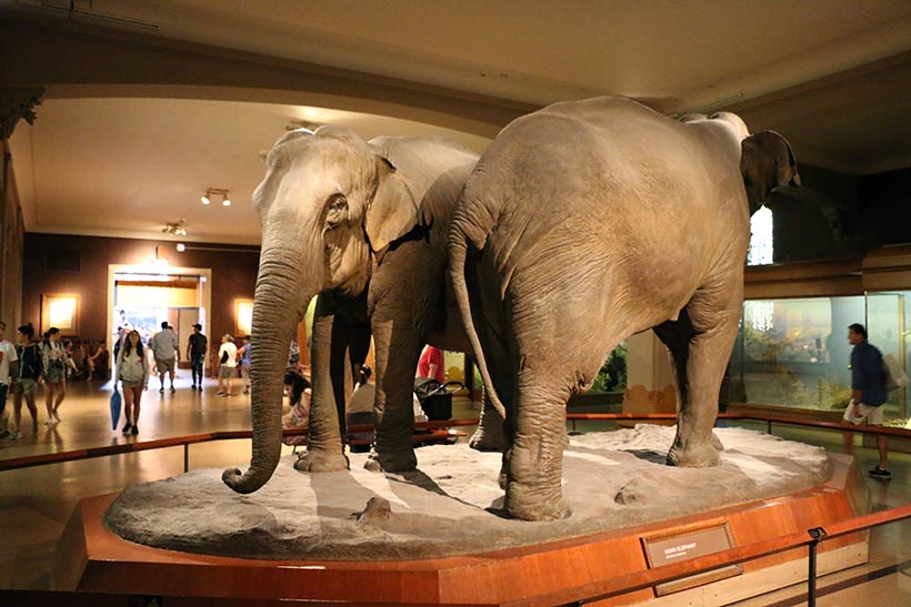 Elefantes em um dos halls do Museu de História Natural em Nova York